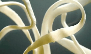 Como eliminar os parásitos do corpo humano