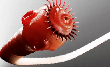 Que parasitos poden vivir no corpo humano