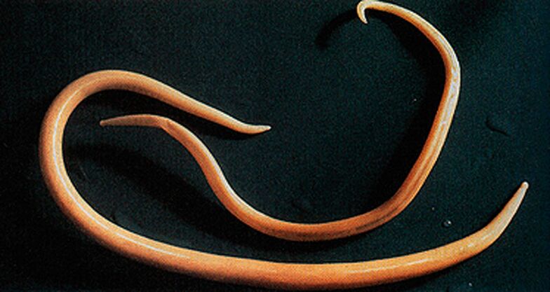 verme parasito do corpo humano